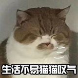 一颗小橘子