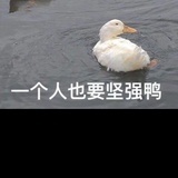 雪洛樱