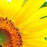 🌻🌻司Lynn🌻🌻