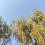 五泉山