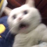你粽