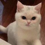橘子辉煌