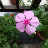 小苹果