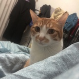 栾朦朦