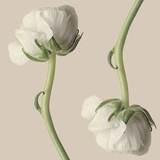 苏小白