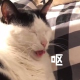 纸皮纸皮打纸皮