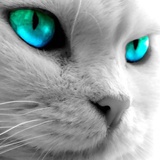 猫猫