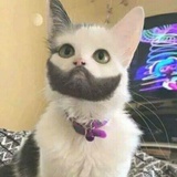 板栗子