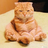 狸大猫