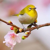 绿鬓梢头