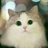 范范