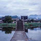 河马