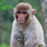 🐵