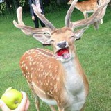 自个逗自个玩吧