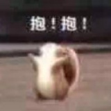 仓鼠橡果孓