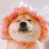 老是忘密的女子