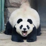 嗷呜 嗷呜🐼