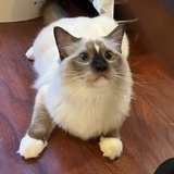 咕咕鸡