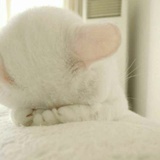 斑竹