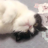 满血复活打怪兽