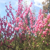 Apios tuberosa