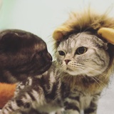 💗仓鼠coco