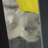 每天都想吃炸鸡