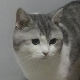 白仓鼠