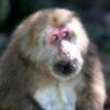 宇文雄略（大金