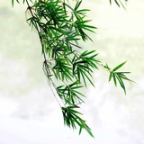 清风