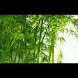 竹曳