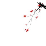 隐花枝
