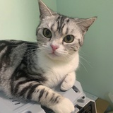 这个猫叫翠花