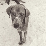 Oscar