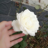 daisy