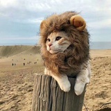 洛洛