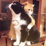 Kissin