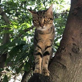 郎那癫卢