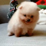 卡卡
