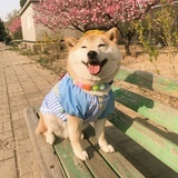 番茄牛腩