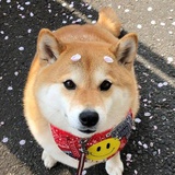 拖鞋一只