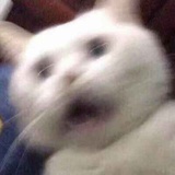 ๑ 新酱σ