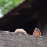 迦勒底de吾珥