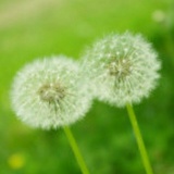 一颗草