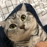 喵