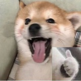 猫猫