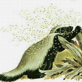 觅欢（honey bad