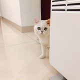 跳梁小丑