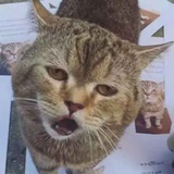 到底谁是猪
