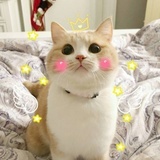 噜啦啦噜啦